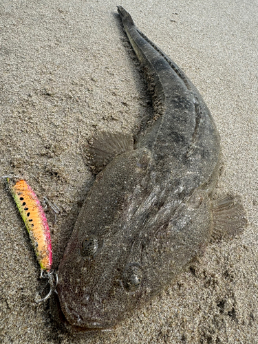 マゴチの釣果