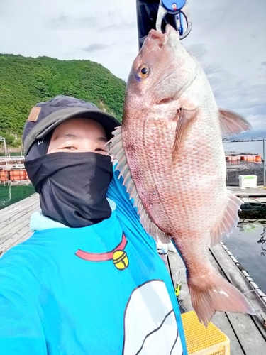 マダイの釣果