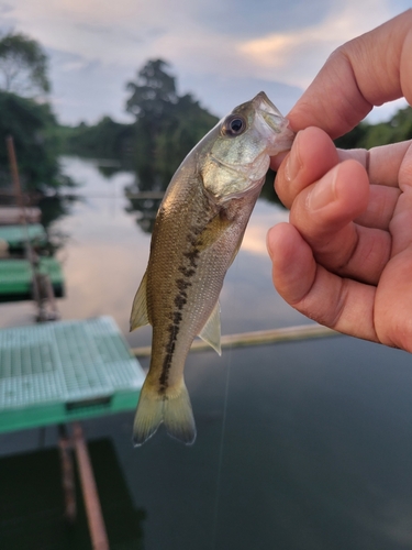 ラージマウスバスの釣果