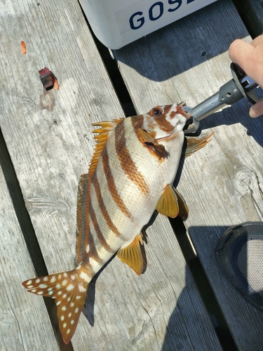 タカノハダイの釣果