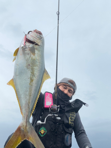 ヒラマサの釣果