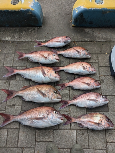 マダイの釣果