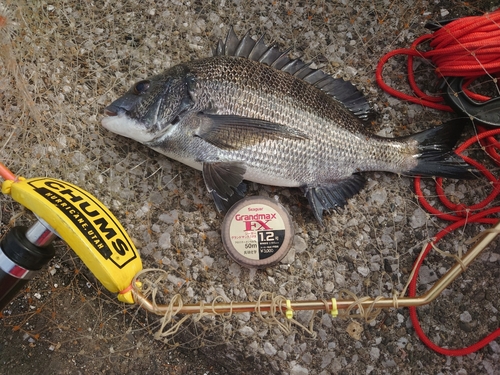 クロダイの釣果