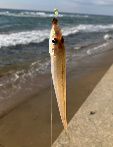 シロギスの釣果