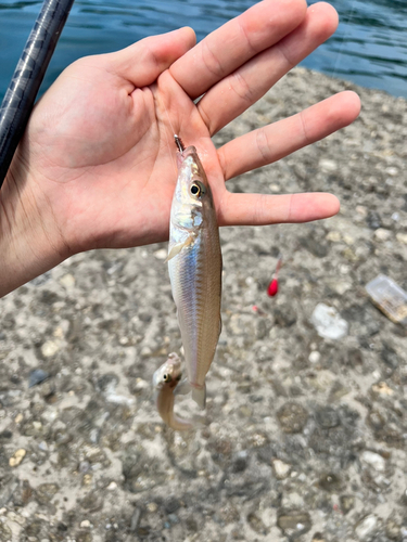 キスの釣果