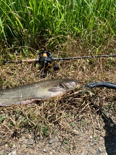 ナマズの釣果