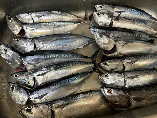 ソウダガツオの釣果