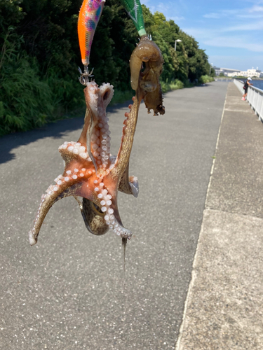 タコの釣果