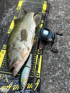 ブラックバスの釣果