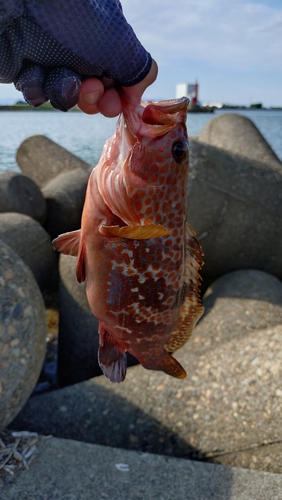 キジハタの釣果