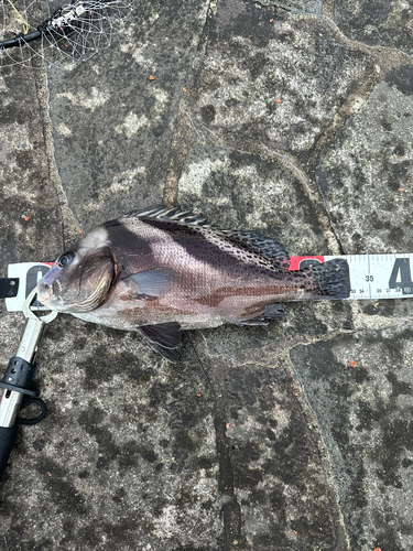 コショウダイの釣果