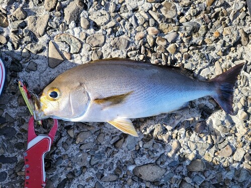 イサキの釣果