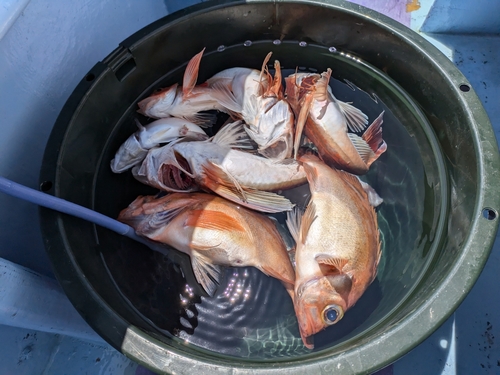 ホウボウの釣果