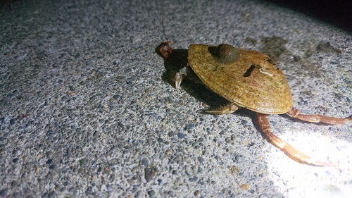 カニの釣果