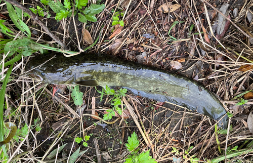 ナマズの釣果