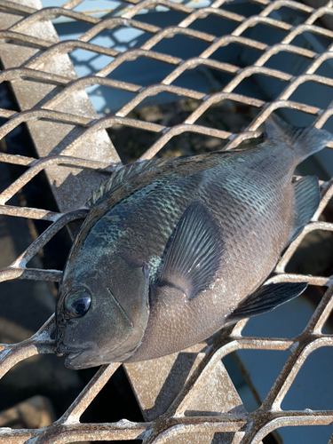 メジナの釣果