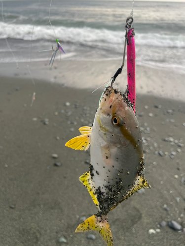 ショゴの釣果