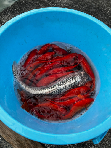 キンギョの釣果