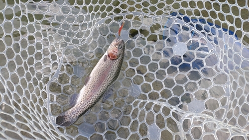 レインボートラウトの釣果