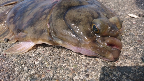 クロガシラガレイの釣果