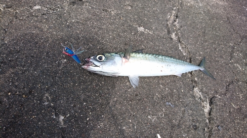 サバの釣果