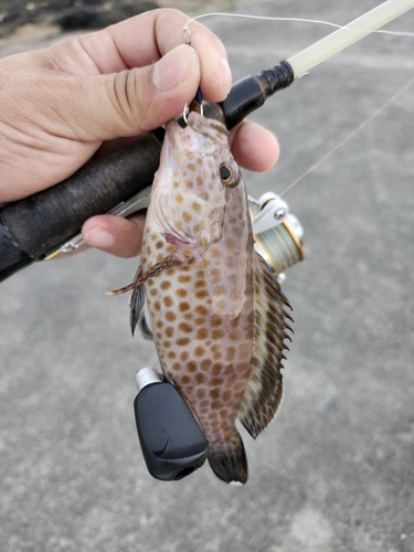 オオモンハタの釣果