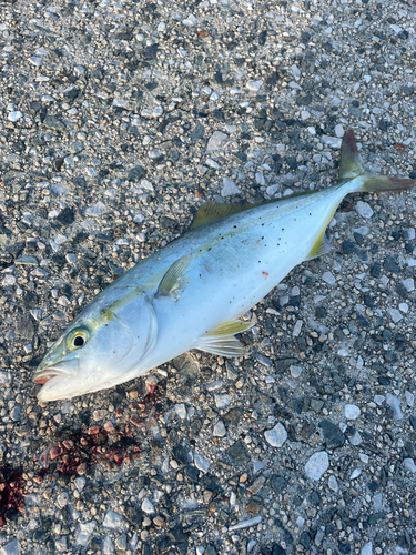 ツバスの釣果