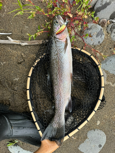 ニジマスの釣果