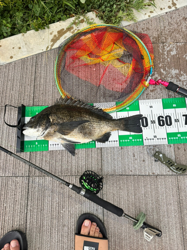 クロダイの釣果