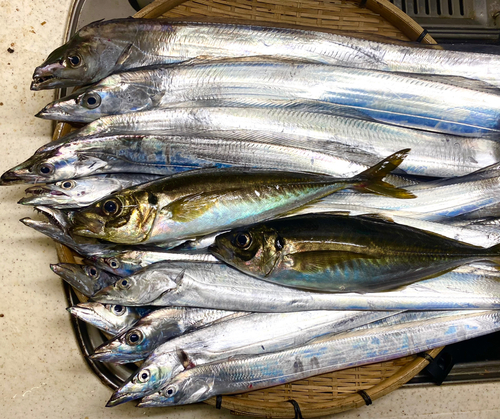 タチウオの釣果