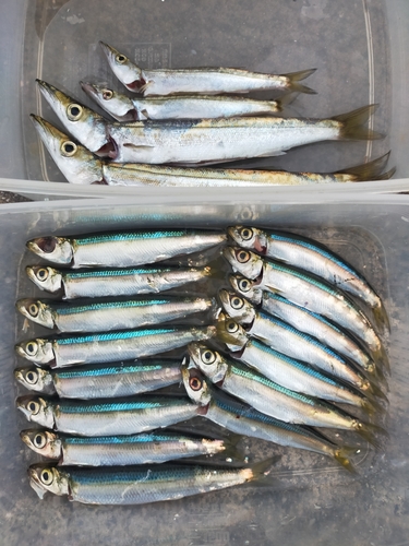 カマスの釣果