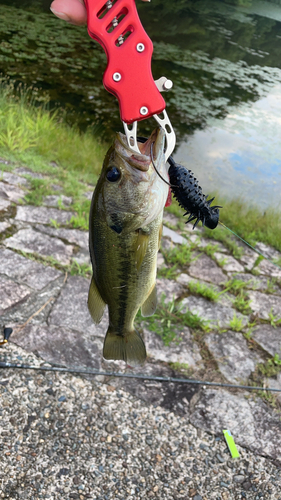 ラージマウスバスの釣果