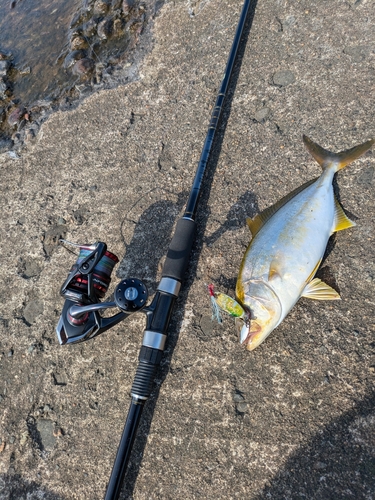 ショゴの釣果