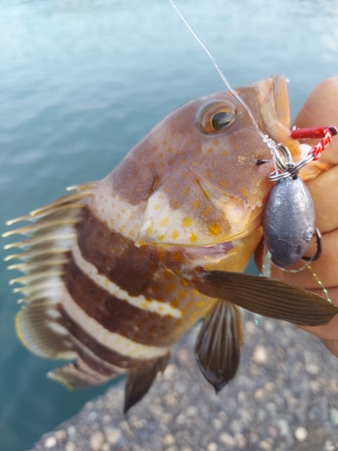 アオハタの釣果