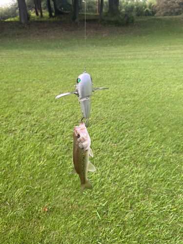 ラージマウスバスの釣果