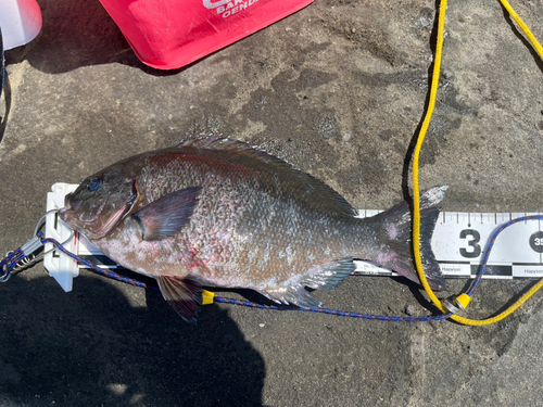 メジナの釣果