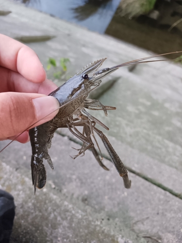 テナガエビの釣果