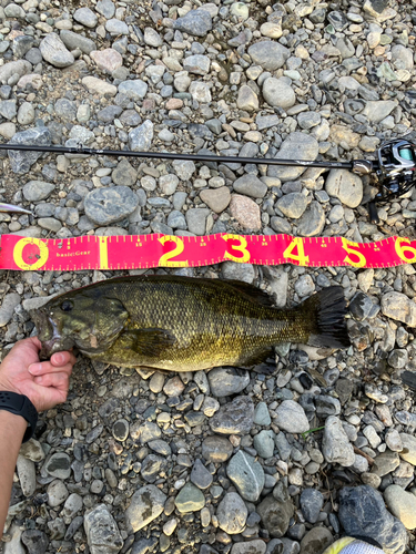 スモールマウスバスの釣果