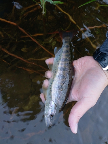 ヤマメの釣果