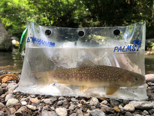 イワナの釣果