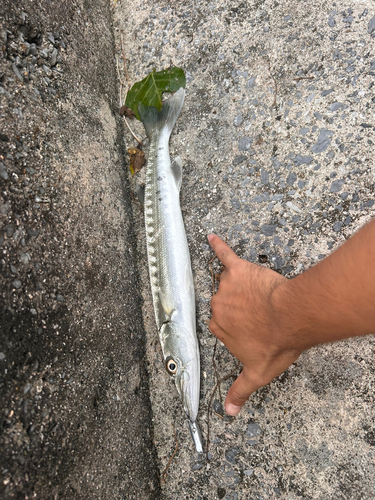 オニカマスの釣果