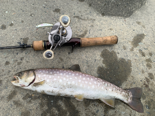 アメマスの釣果