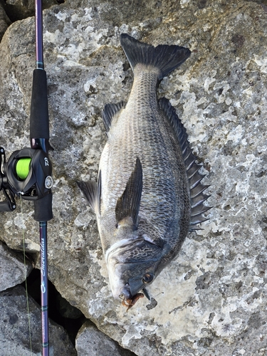 チヌの釣果