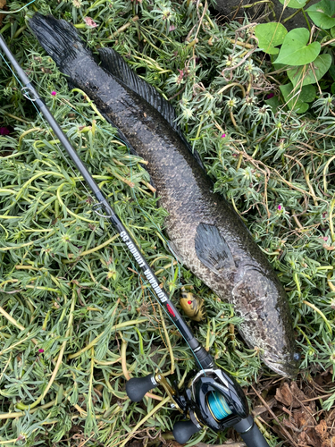 ライギョの釣果