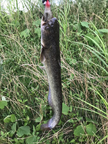 マナマズの釣果