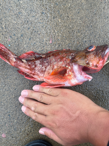 カサゴの釣果