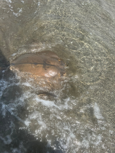 アカエイの釣果