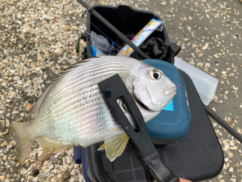 ヘダイの釣果