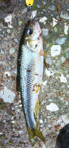 カワムツの釣果