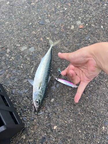 サバの釣果